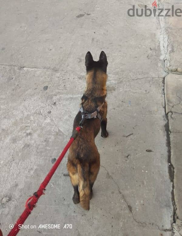 Malinois full black 3emle kel t3oumeta 4 teshhor 3