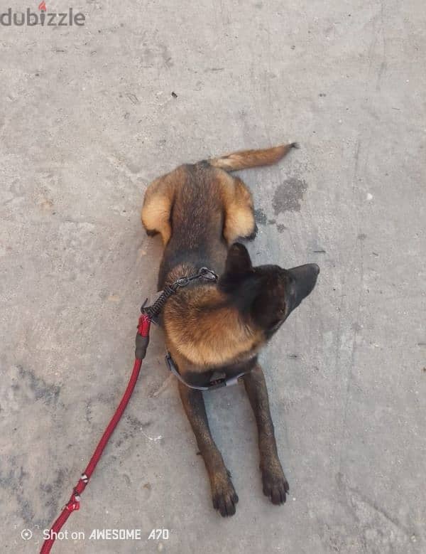 Malinois full black 3emle kel t3oumeta 4 teshhor 4