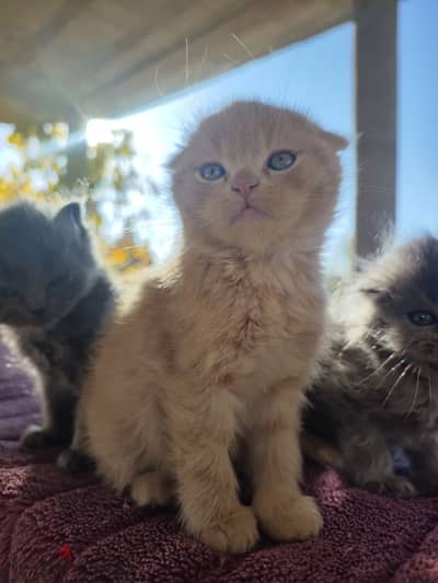 scottish fold