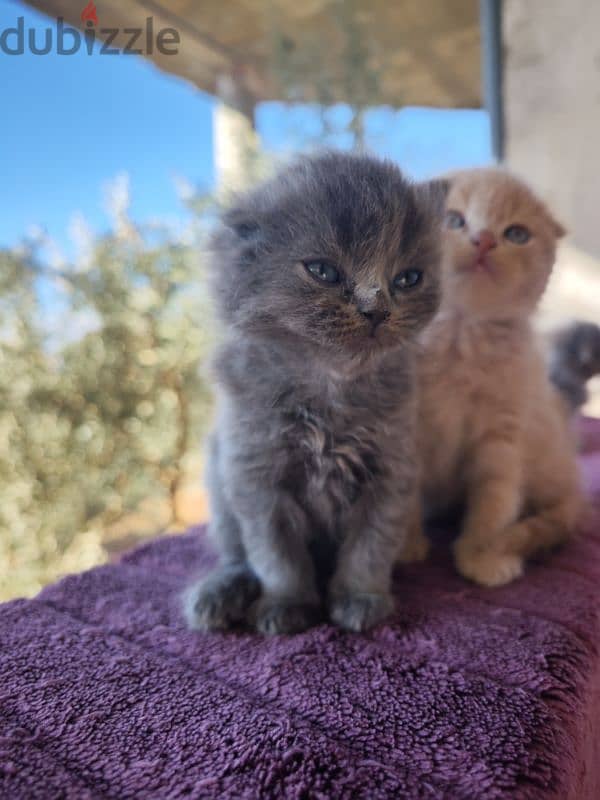 scottish fold 2