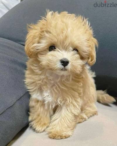 Toy Maltipoo Small Puppies Available in Store/ dog كلاب