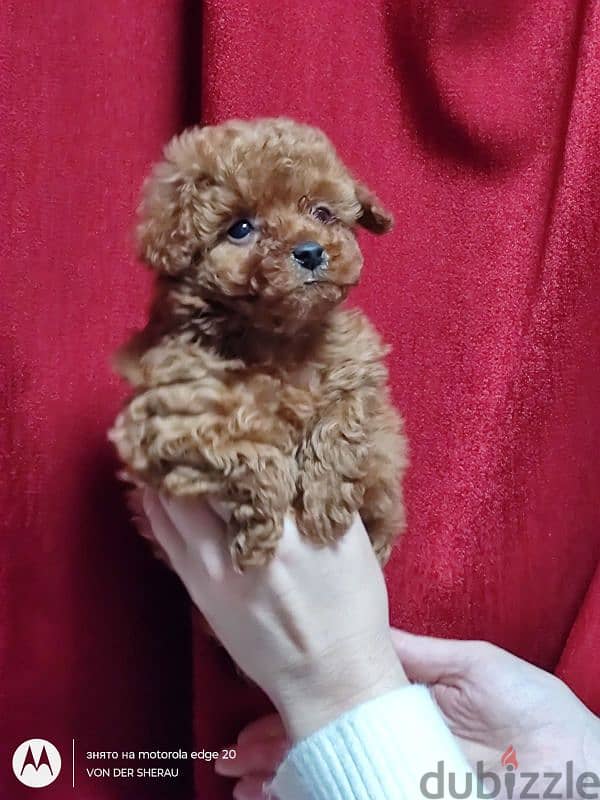 toy poodle 0