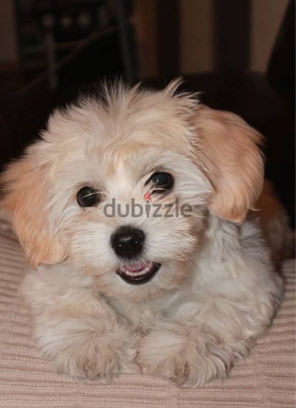 white mini bichon/كلاب 0