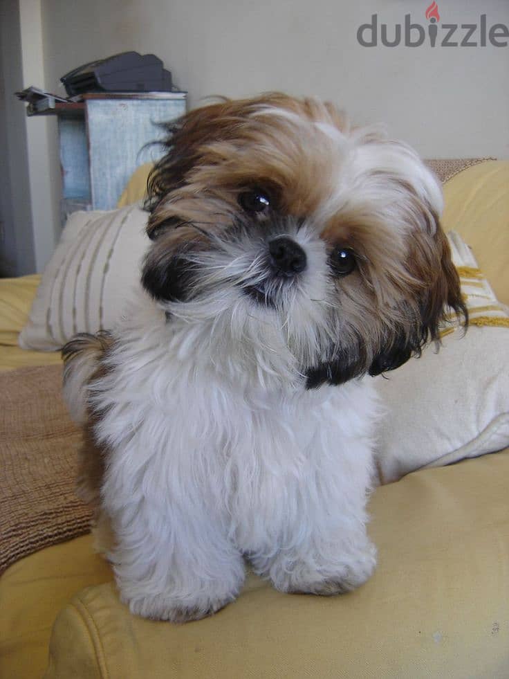 Adorable Shih Tzu Puppies Available/ High Quality/Dog/Delivery 0