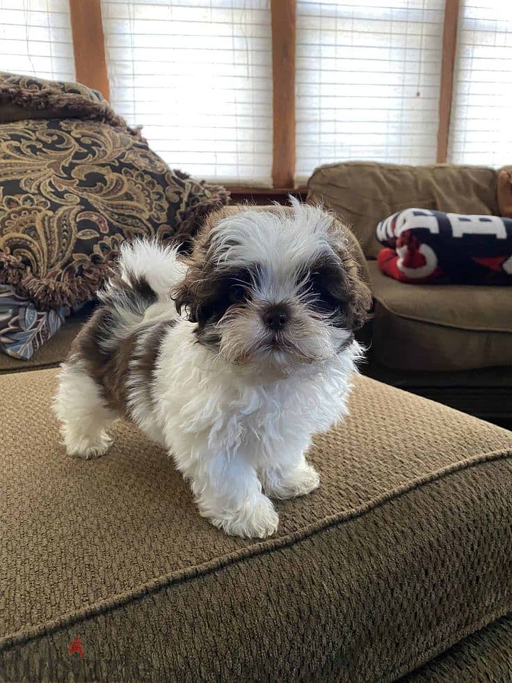 Charming Shih Tzu Companions Puppies Available In Store Delivery 0