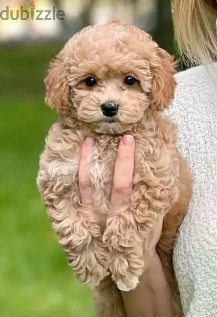 Toy Poodle Apricot Puppies Available/ Dog/Imported/Delivery/In Store 0