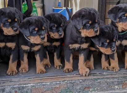 rottweiler Serbia blood champion