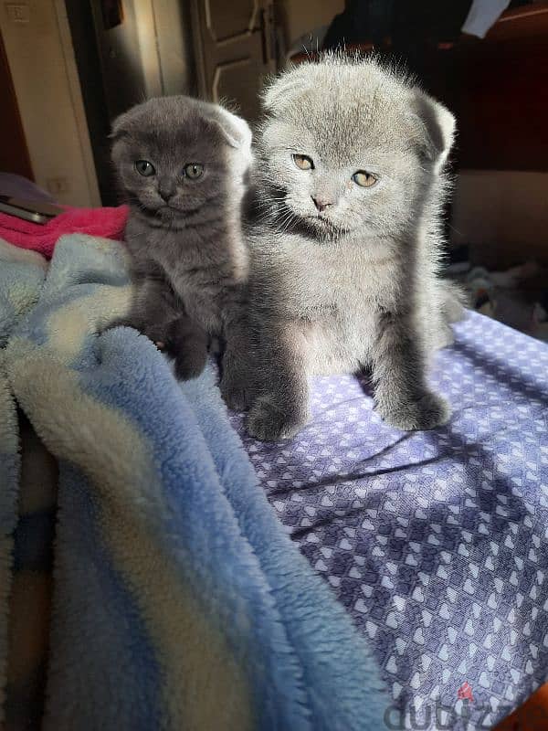 Pure Scottish fold kittens for sale HIGH QUALITY 2