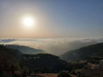 Take a deep breath & enjoy this Canvas of Old Lebanese Pine