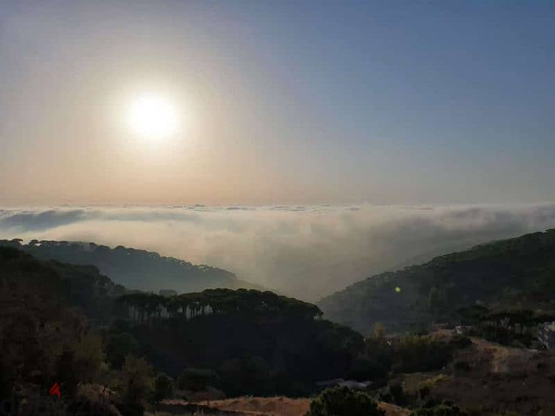 Take a deep breath & enjoy this Canvas of Old Lebanese Pine 0