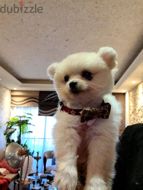 last male and female teacup pomeranian 0