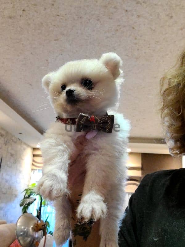 last male and female teacup pomeranian 1