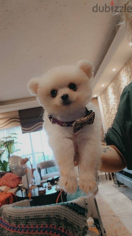 last male and female teacup pomeranian 2