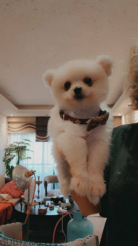 last male and female teacup pomeranian 3