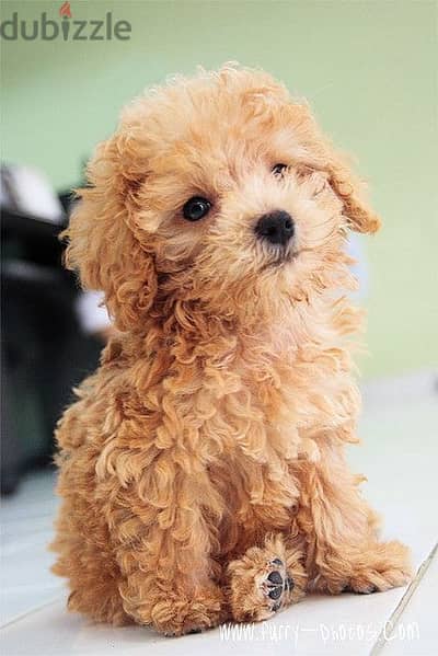 Apricot Poodle Available now in Store! dog كلاب