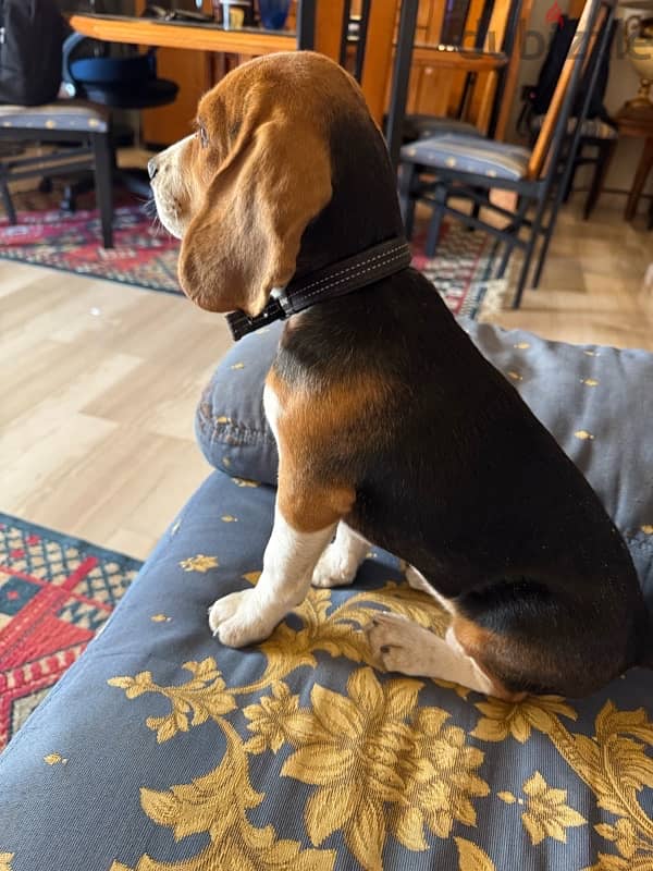 female beagle, 6 months old, fully vaccinated, trained 0