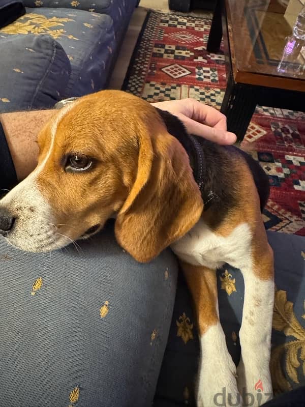 female beagle, 6 months old, fully vaccinated, trained 1