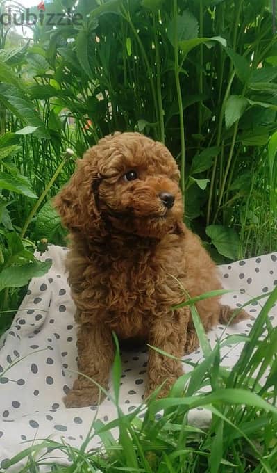 Small Toy Poodle Puppies Available in store! dog كلاب