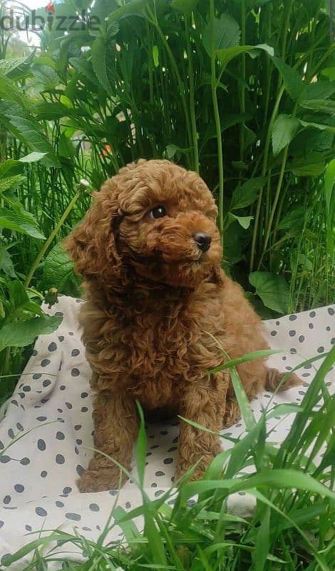 Small Toy Poodle Puppies Available in store! dog كلاب 0