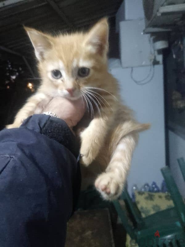 turkish angora kittens 0