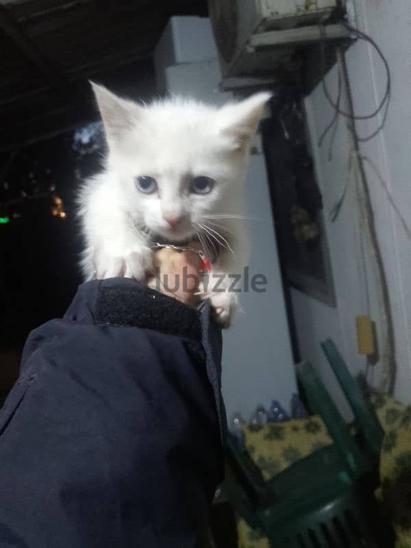 turkish angora kittens 1