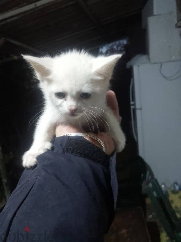 turkish angora kittens 2