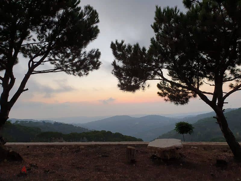 Take a deep breath & enjoy this Canvas of Old Lebanese Pine 2