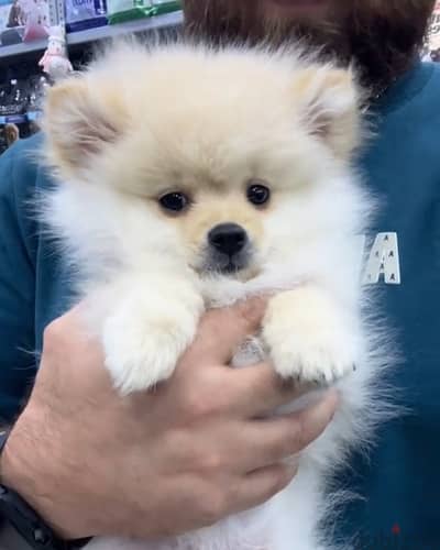 Pomeranian