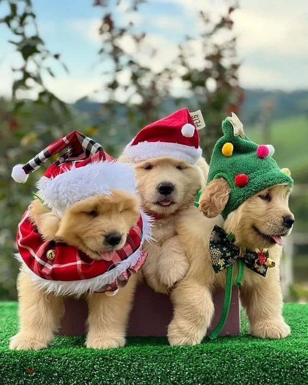 Golden Retriever Puppies Available/ dog كلاب 0