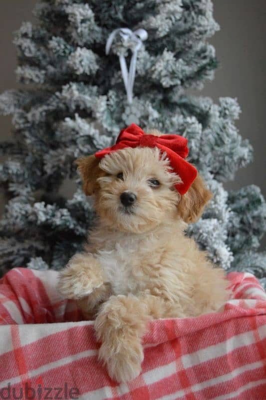 Bichon Small Size Cute Puppies/ dog كلاب 0