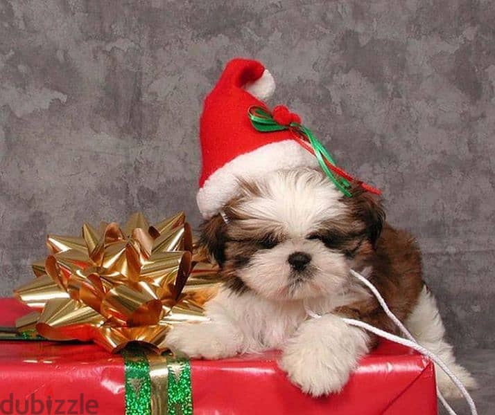 Shih Tzu Puppies Available in Store/ dog كلاب 0