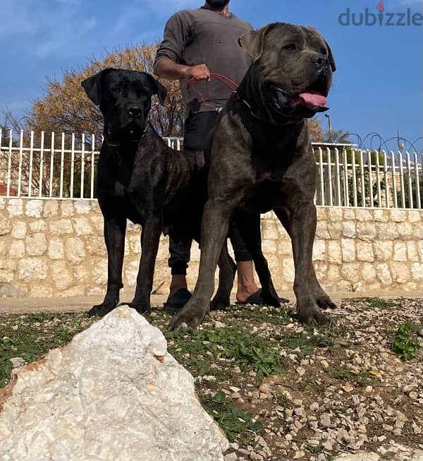 presa canario 0