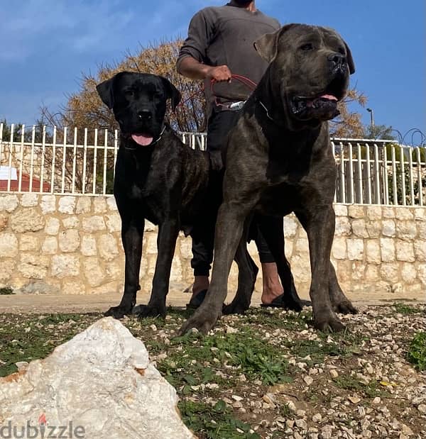 presa canario 1