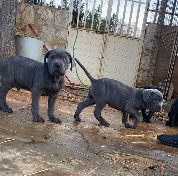 presa canario 2