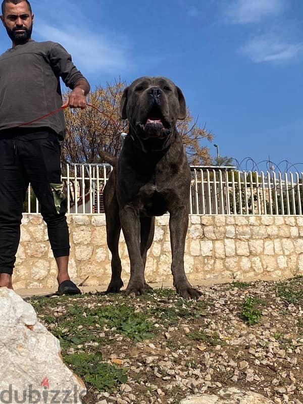 presa canario 3