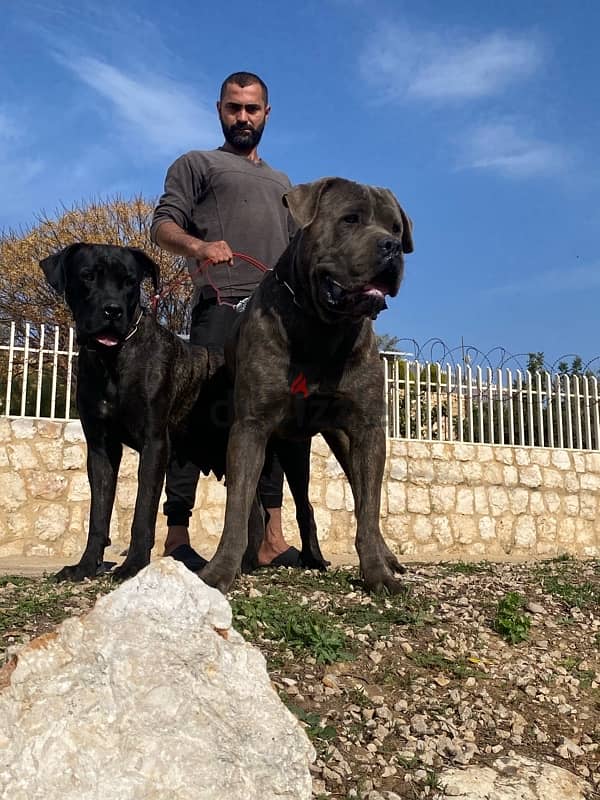 presa canario 4