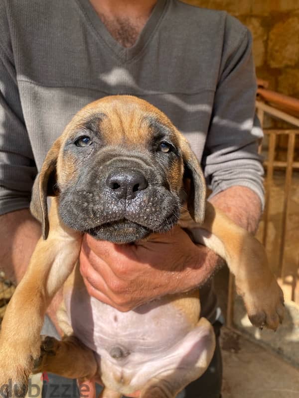 presa canario 6