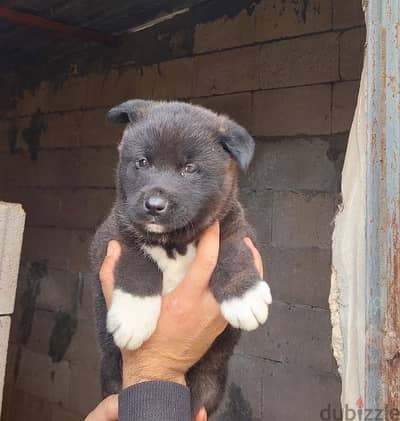 american akita for sale