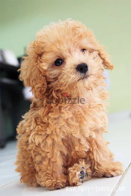 Charming Toy Poodle Puppies Apricott/in Store/Delivery/Imported/Dog 0