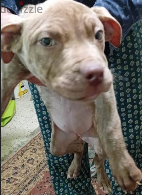 Pure Pitbull rednose puppies 4