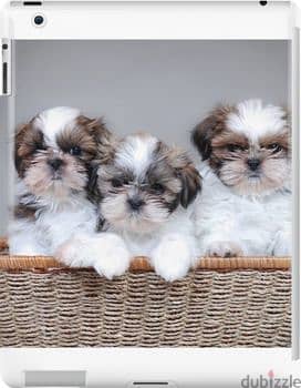 Playful and Loving ShihTzus Puppies/Available/Dog/Imported/HighQuality