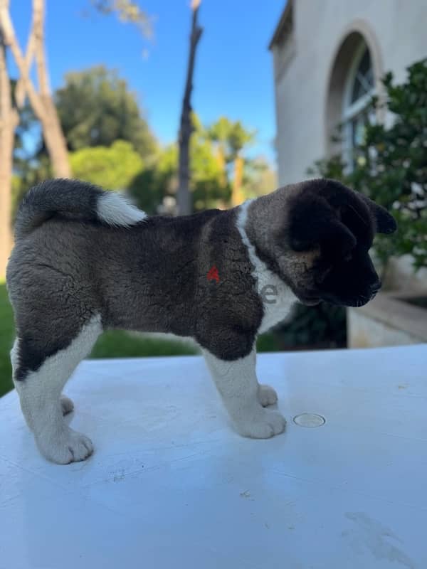 American Akita puppy 2 months old. ( with Passport and Pedigree ) 0