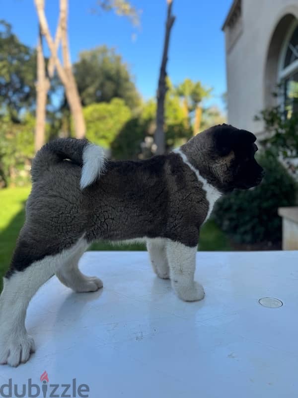 American Akita puppy 2 months old. ( with Passport and Pedigree ) 1