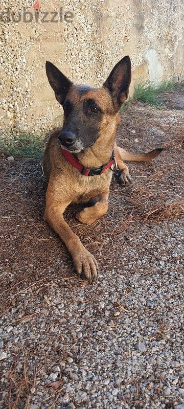 For Adoption, her and her 2 puppies.