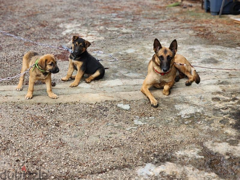 For Adoption, her and her 2 puppies. 3