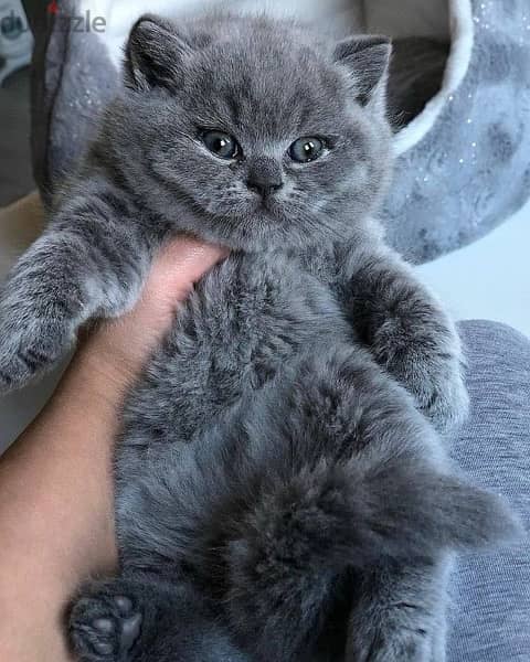 kittens lilac and gray for Christmas 0