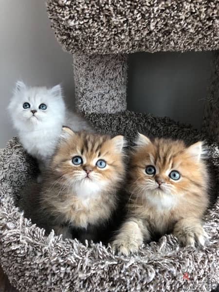 kittens lilac and gray for Christmas 5