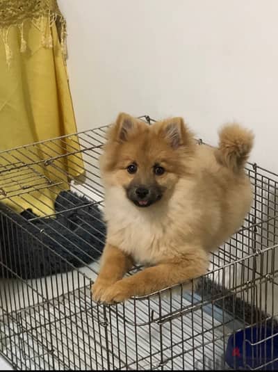 pure pomeranian dog for sale