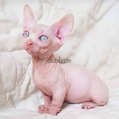 imported Sphynx kitten