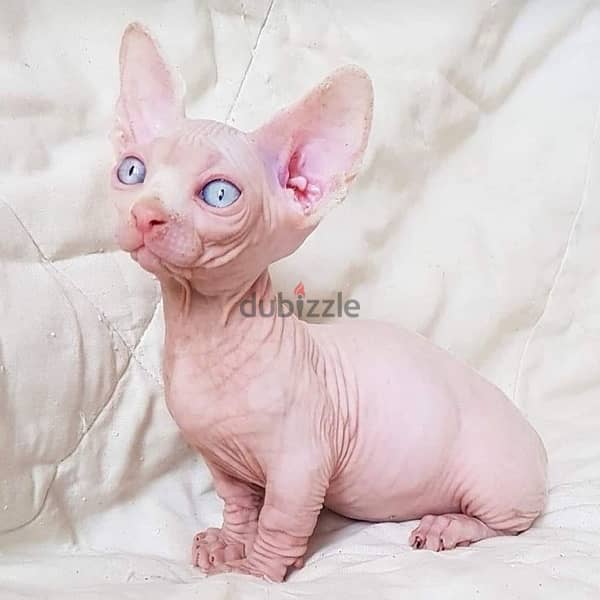 imported Sphynx kitten 0